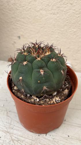 Acanthocalycium griseum - جريسيوم أكانثوكالسيوم