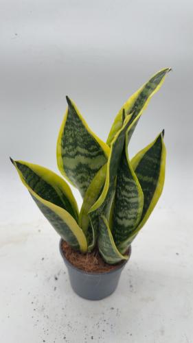 صبار جلد النمر - سانسيفيريا لورينتي  - Sansevieria Laurentii