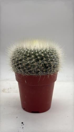 Parodia rudibuenekeri