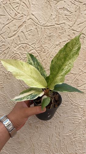 Anthurium hookeri variegated (bird’s nest) - أنثوريوم هوكري فرقيتد  (عش الطائر)