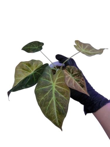 Alocasia Regal Shield Pink Variegata