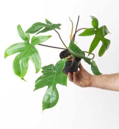 Philodendron Florida Green - فيلوديندرون فلوريدا ج...