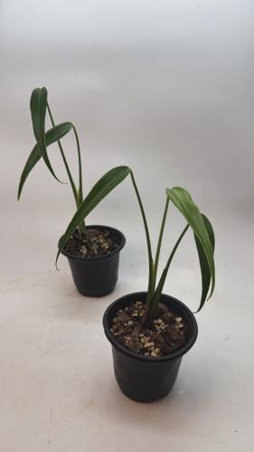 Monstera Burle Marx Flame - مونستيرا بورل ماركس فليم