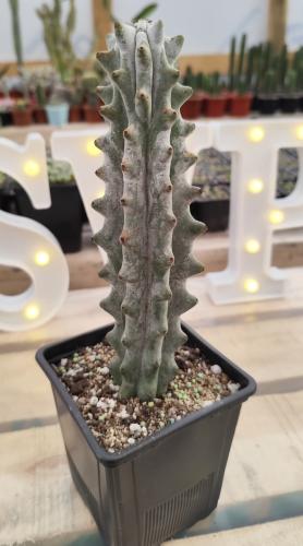 ستينوسيريوس بينيكي - Stenocereus beneckei