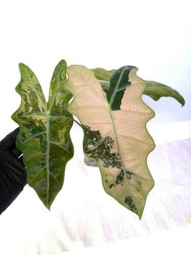 Alocasia Pseudo Sanderiana Pink – ألوكاسيا بيسودو سانديريانا الورديّة