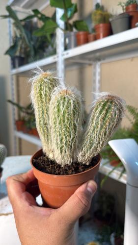 Old Man of Peru Cactus