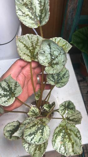 بيقونيا فودير - Begonia Fedor