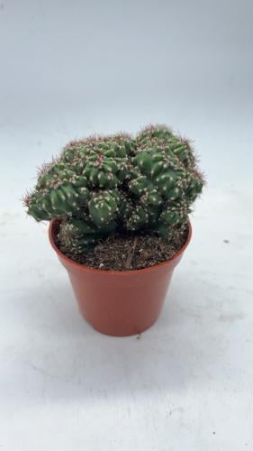 Cereus peruvianus monstrose 'Petra'