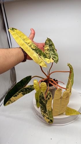 Philodendron Billietiae Variegated – فيلوديندرون بيليتيا فرقيتد