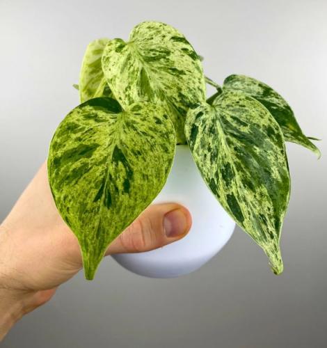 فيلوديندرون هيديراسيوم فرقيتد- Philodendron Hederaceum Variegata