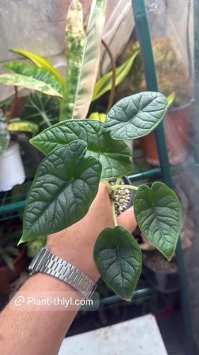 Alocasia Melo - ألوكاسيا ميلو