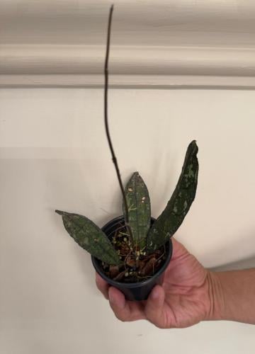 Hoya clemensiorum Indonesia (long leaf splash)