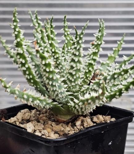Aloe humilis — ألوة هوميلس
