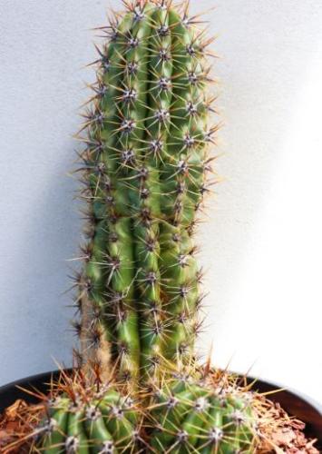 Trichocereus gladiatus – تريكو سيريوس غلادياتوس