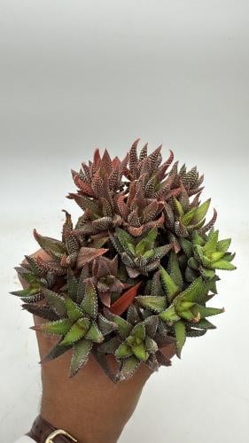 Haworthia ‘Enon’ — هاوورثيا إينون