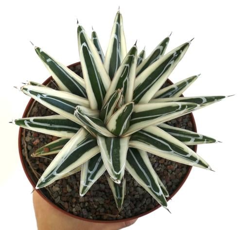 Agave White Rhino – أغاف وحيد القرن الأبيض