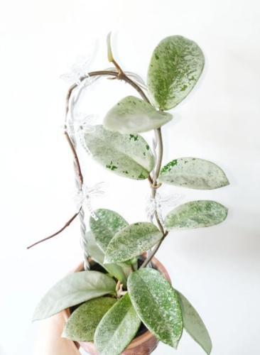 Hoya Carnosa Nova Ghost - هويا كنوسا نوفا قوست