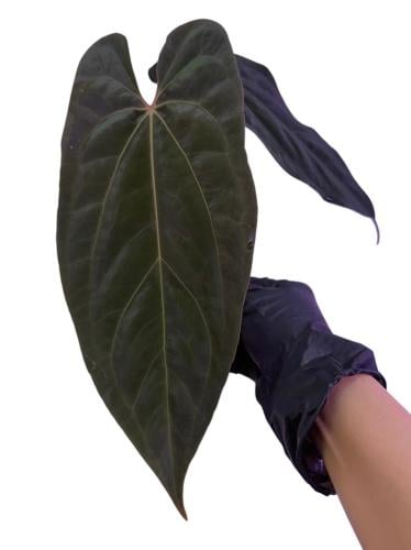 Anthurium RLFS X RL