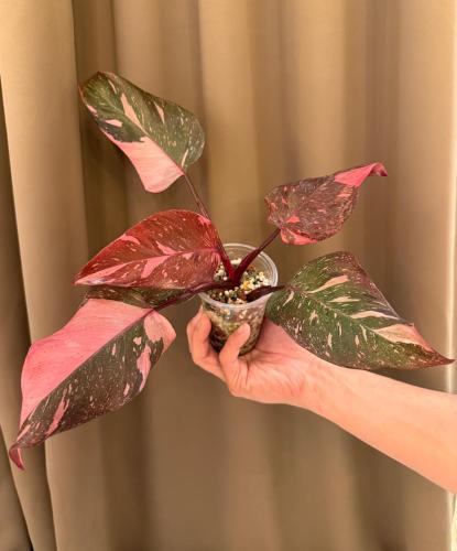 Philodendron Pink Princess Marble Galaxy - فيلودين...