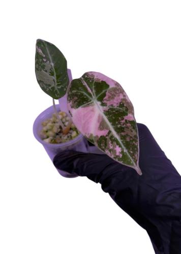 Alocasia Black Velvet Pink Variegated- الوكاسيا بلاك فلفت بينك فرقيتد