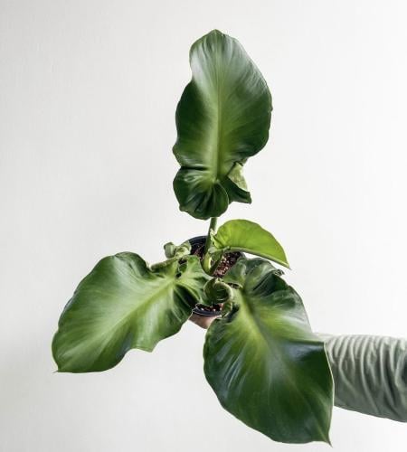 Philodendron Rugosum - فيلوديندرون روجوسوم