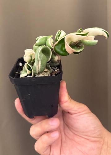 Hoya Compacta Variegated - هويا كومباكتا فرقيتد