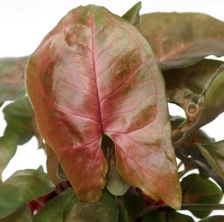 Syngonium Maria Allusion - سونقونيوم ماريا ألوجن