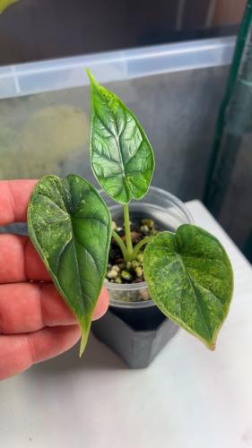 Alocasia Dragon Scale Mint