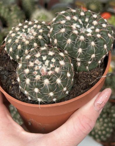 نوتوكاكتوس اويبلمنيانوس- Notocactus uebelmannianus