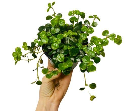 Pilea depressa Sao Paulo - بيليا ديبريسا سو باولو