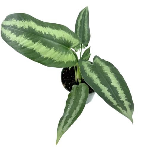 schismatoglottis wallichii - شسماتوغلوتيس واليتشاي