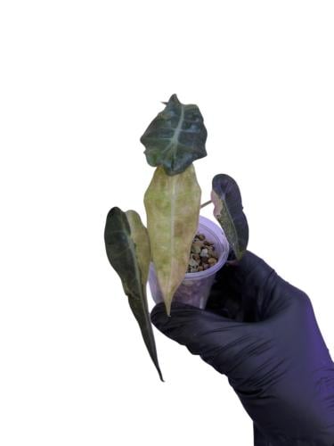 Alocasia Polly Aurea - ألوكاسيا بولي أوريا