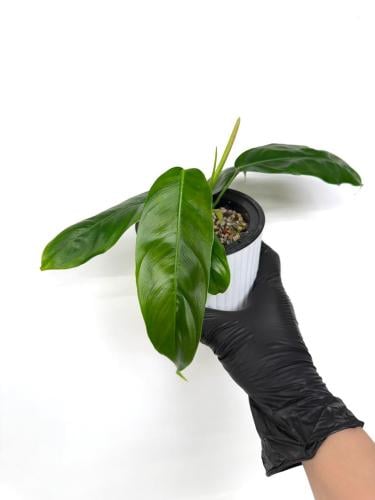 Philodendron Patriciae - فيلوديندرون باتريسيا