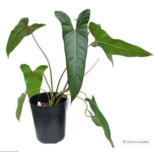 Philodendron spiritus-sancti - فيلوديندرون سبيريتوس سانكتي