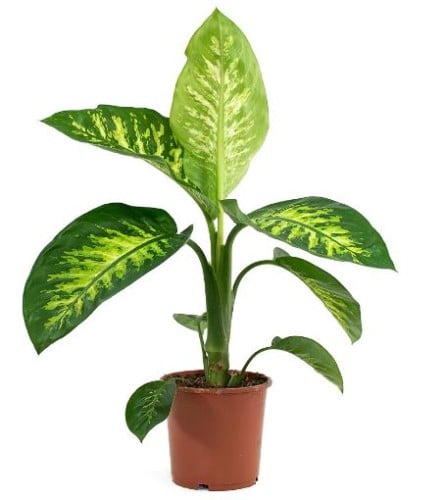 دفنباخيا توربك سنو - Dieffenbachia Snow Tropic