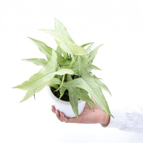 Syngonium White Narrow - سونقونيوم وايت نيرو