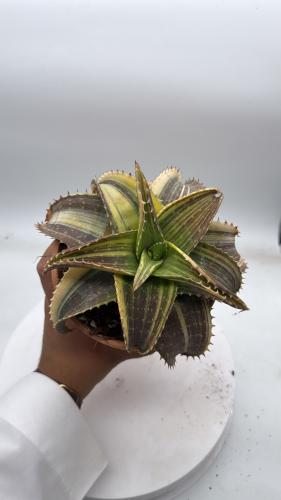 Aloe nobilis variegata