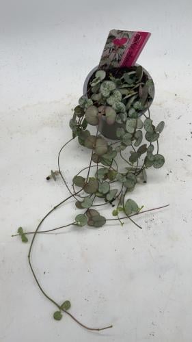 Ceropegia woodii - سيروبيجيا وودي ( سلسلة القلوب )