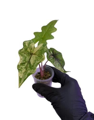 Alocasia Jacklyn Variegated - ألوكاسيا جاكلين فرقيتد