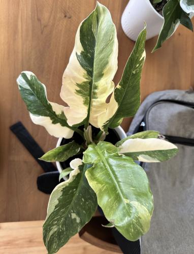 Philodendron Ring of Fire Albo