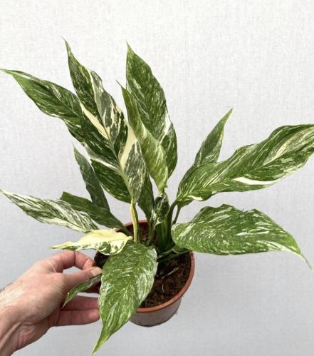 Spathiphyllum 'Diamond' | Variegated Peace Lily الأشرعة البيضاء الفضية