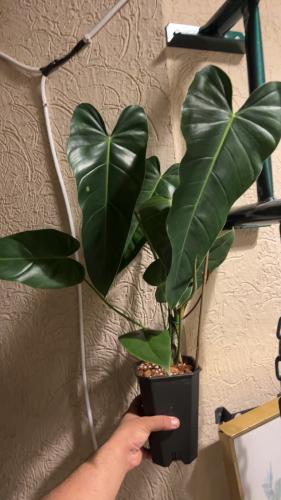 ‏Philodendron delinksii 'Butterfly' x Philodendron spiritus-sancti