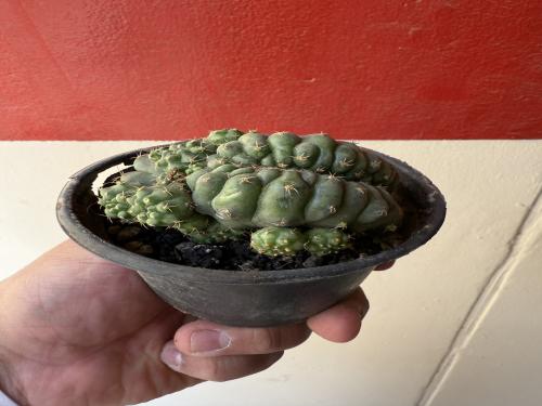 Multi Cristata gymnocalycium - جمنوكاليسيوم كريستاتا