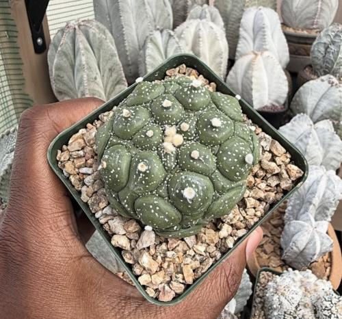 Astrophytum asterias cv. Kikko Fukuryu