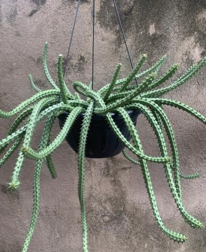 Huernia Schneideriana - Red Dragon Flower