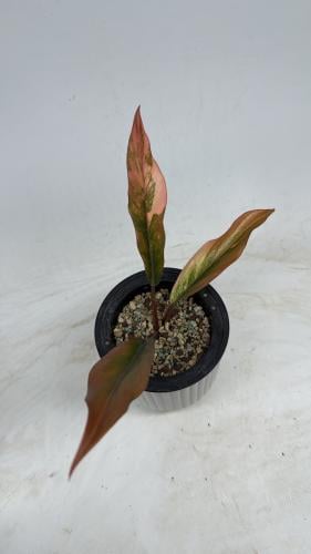 Philodendron Caramel Marble Variegated – فيلوديندرون كراميل ماربل فرقيتد