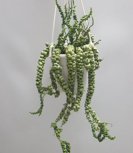 Dischidia Dragon Jade - ديشيديا التنين