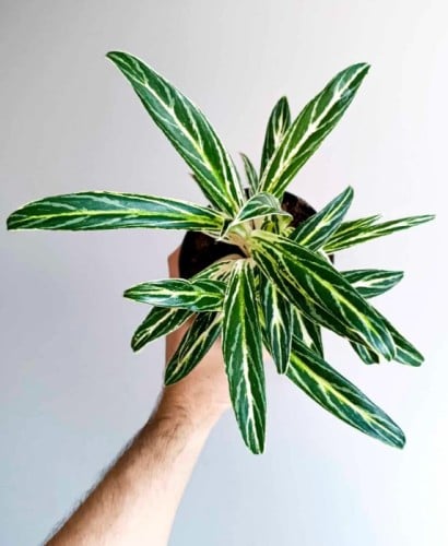 Aglaonema Zebra Feathers - اجلونيما ريش الحمار الوحشي