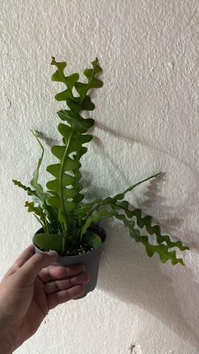 Epiphyllum Anguliger Fishbone Cactus - صبار هيكل السمكة