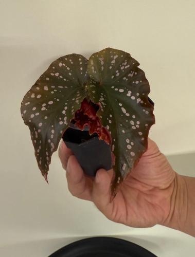 Begonia craklin Rosie